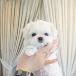 Krásne šteniatka maltezákov na adopciu