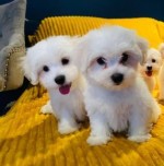 Beautiful Maltese puppies ready