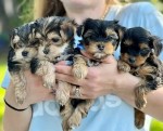 Great Yorkie puppies