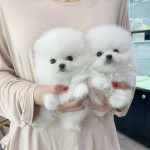 Beautiful pomarenian puppies for sale.