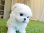 Micro roztomilé maltské šteniatka na adopciu