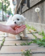Maltézske šteniatka na adopciu