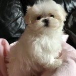 Maltézske šteniatka na adopciu