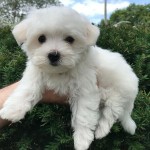 Zdravé biele maltské šteniatka