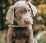 Predám roztomilé šteniatka labradorského retrievera