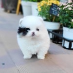 Pomeranian šteniatko pre vás