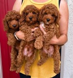 pudla-pudle Toy-Poodle