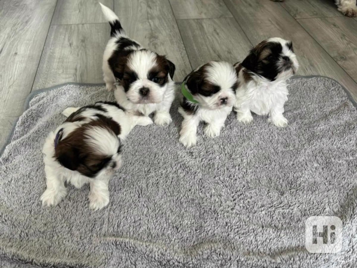 Šteniatka shitzu na adopciu