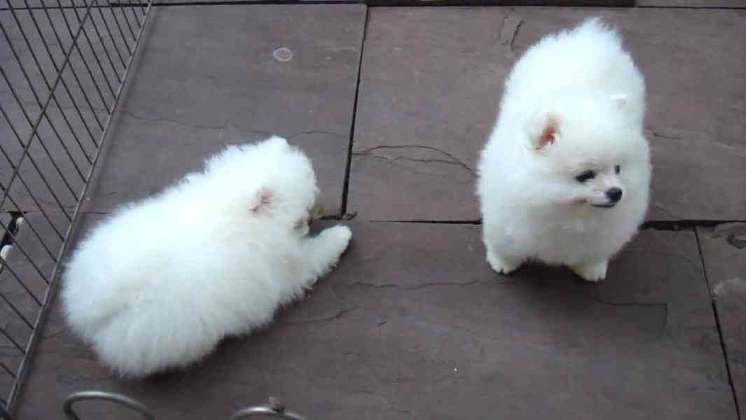 Šteniatka pomeraniana na adopciu