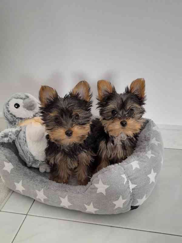 Vycvičené šteniatka yorkshirského teriéra na adopciu