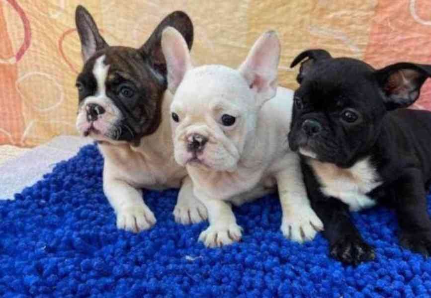 Šteniatka francúzskeho buldočka na adopciu