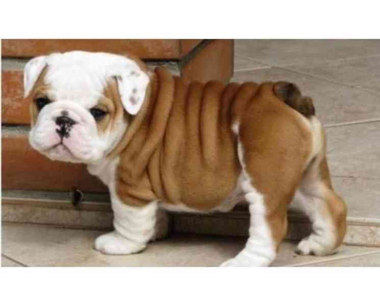 Roztomilé šteniatka anglického buldoga na adopciu