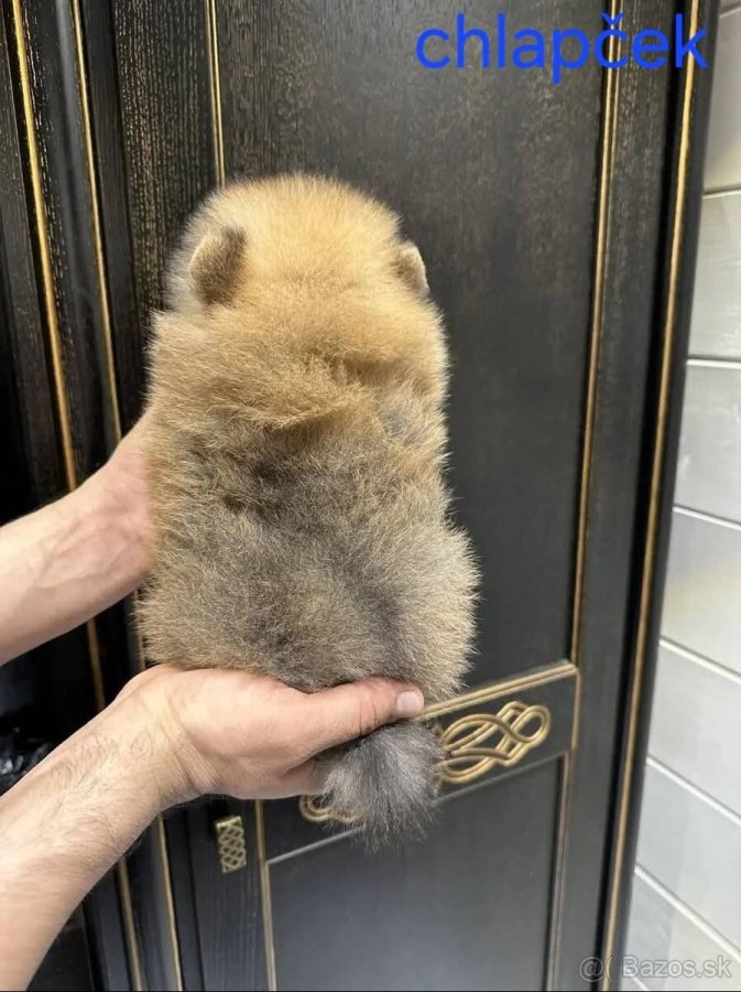 12-týždňové šteniatka Pomeranian špica na adopciu