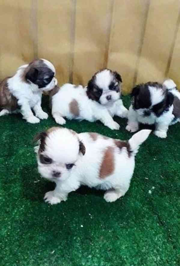 Šteniatka shitzu na adopciu