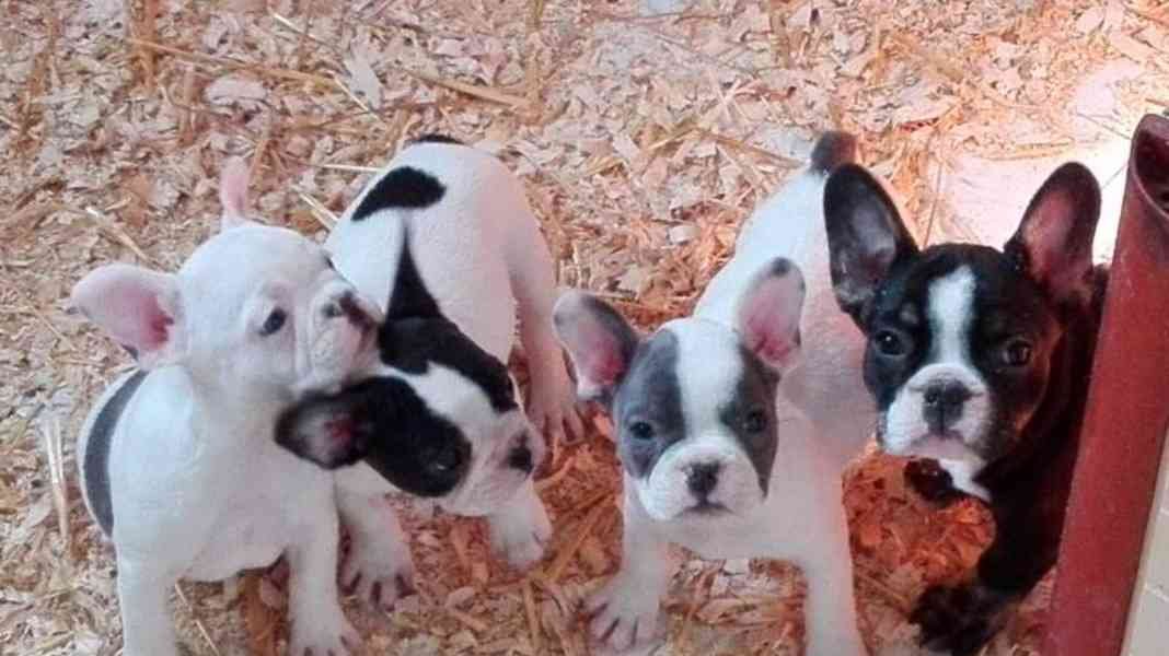 Šteniatka francúzskeho buldočka na adopciu