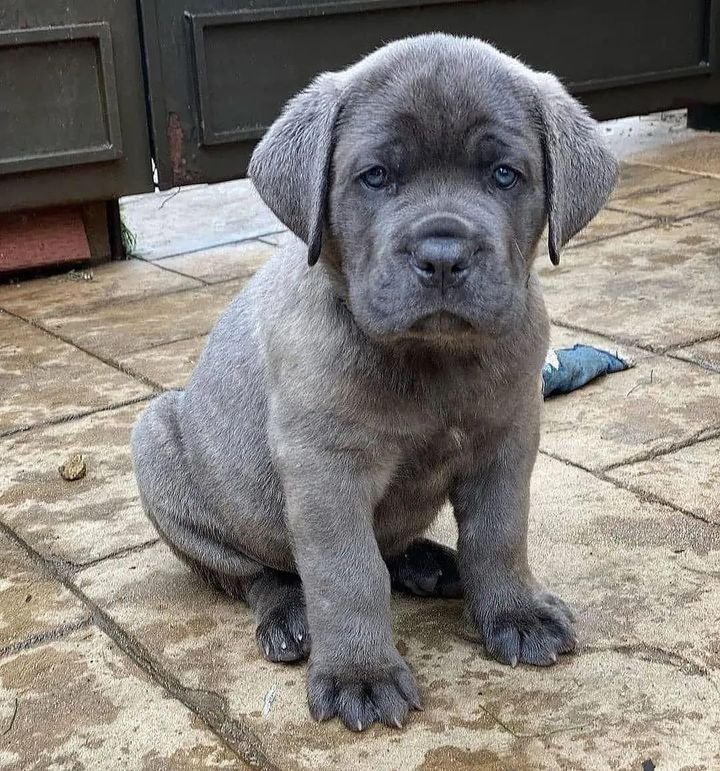 Šteniatka Cane Corso