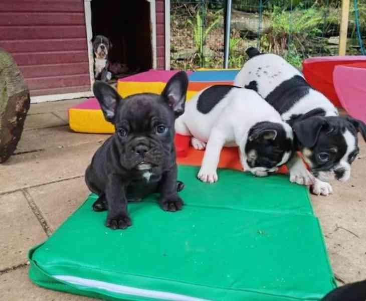 Roztomilé šteniatka francúzskeho buldočka na adopciu