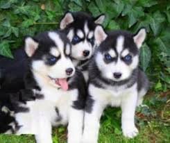 Šteniatka sibírskeho huskyhoxxfdf