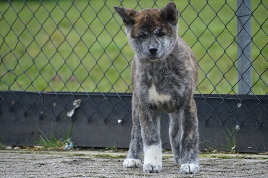 Šteniatka Akita inu