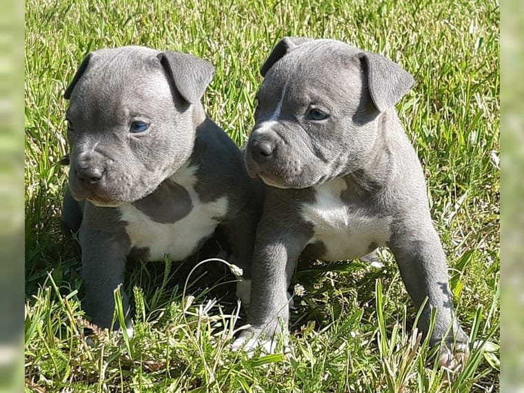 Krásne šteniatka pitbulla pre dobré domovy