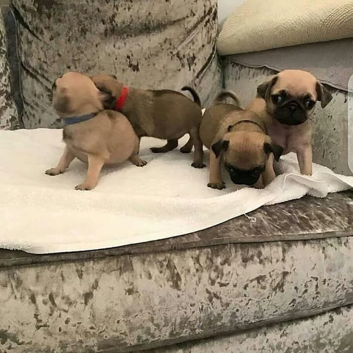 Šteniatka mopsa na adopciu