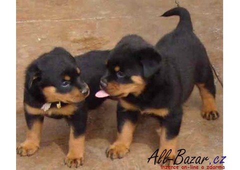 šteniatka rotvajlera na adopciu