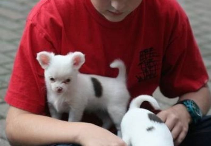 Šteniatka čivavy na adopciu