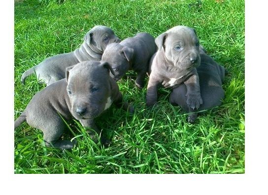 Šteniatka amerického pitbulteriéra s modrou líniou