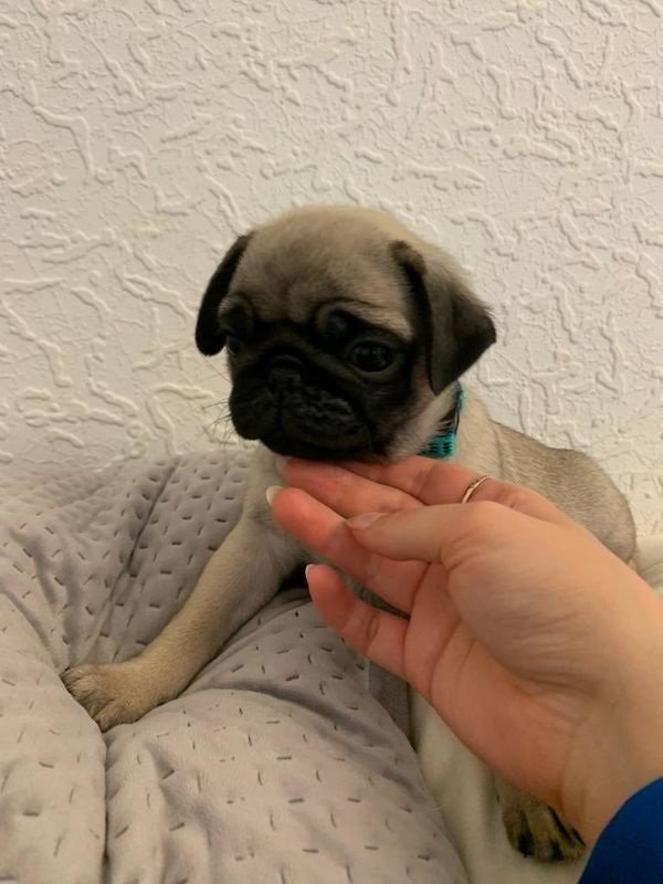 Steniatka mops