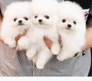 Čistokrvné šteniatka pomeranianacc