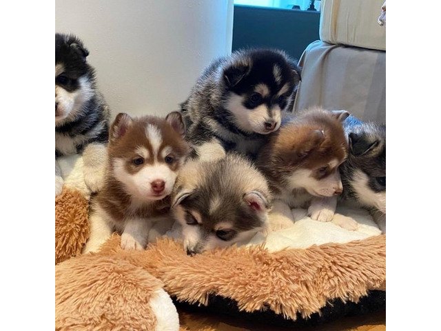Rozkošné šteniatko plemena Pomsky