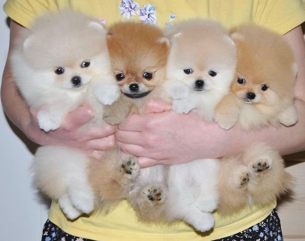 Luxusní krémový pejsek pomeranian