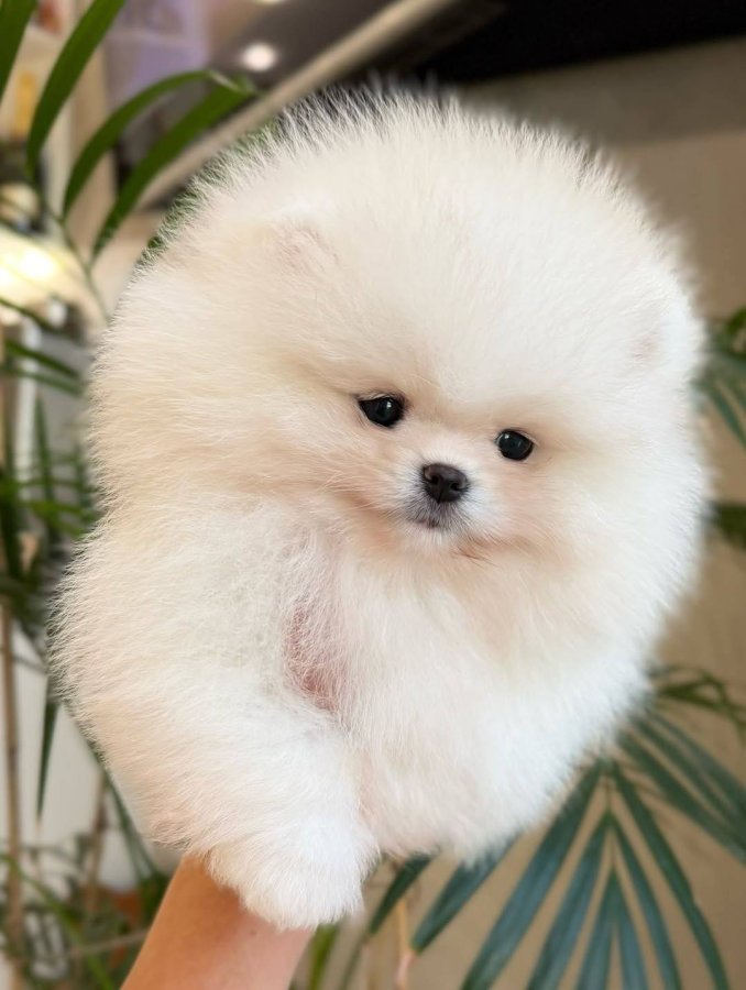 Krásne šteniatka pomeraniana hľadajú dobrý domov