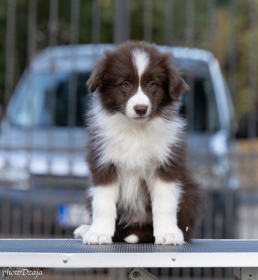 Border Collie šteniatka