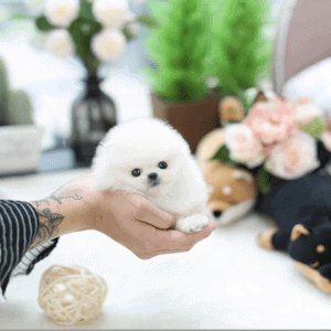Nádherný šálek na čaj, k dispozici štěňata pomeraniana