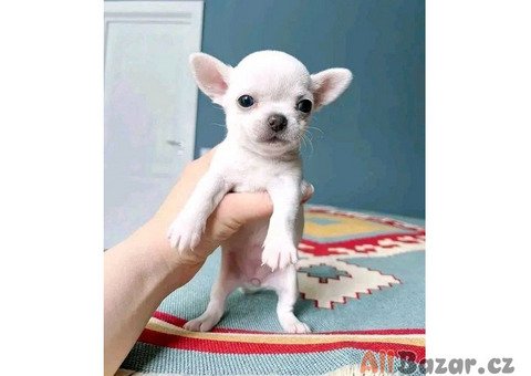 Šteniatka čivavy na adopciu