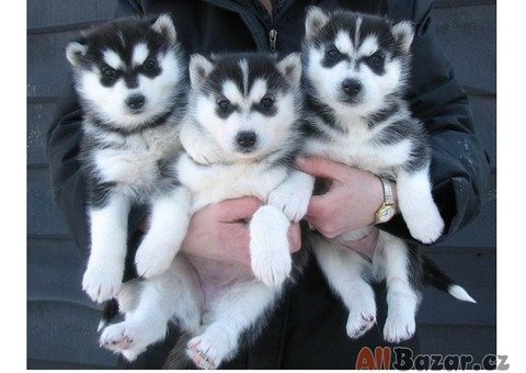 krásne šteniatka sibírskeho huskyho na adopciu
