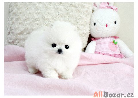 Šteniatka pomeraniana na adopciu