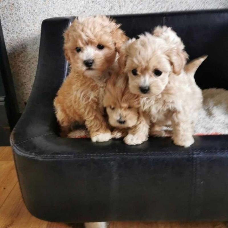 Výnimočné a skvelé šteniatka plemena Maltipoo.