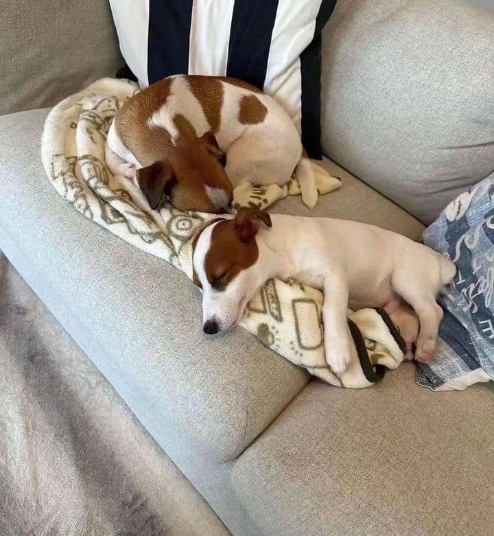 Šteniatka jack russell teriéra na predaj!
