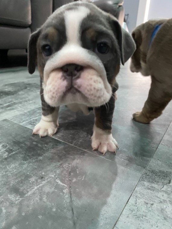 Šteniatka anglického buldoga pripravené