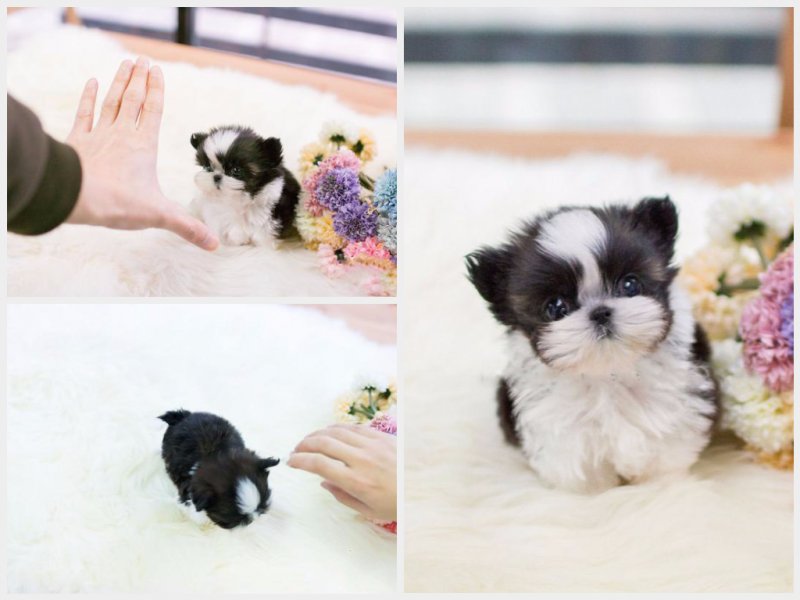 Šteniatka Shih-Tzu typu „teacup“ na predaj!