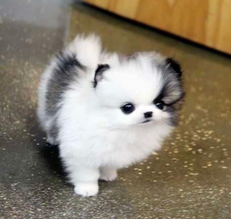 K dispozícii sú šteniatka pomeraniana typu „teacup“