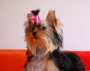 Yorkshire terrier- inteligentný minipsík s mašličkou