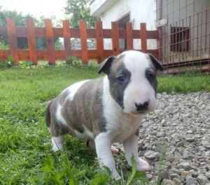 Bullterrier, bullterier, bulterier