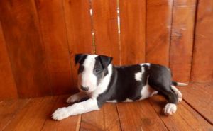 Bullterrier, bullterier, bulterier