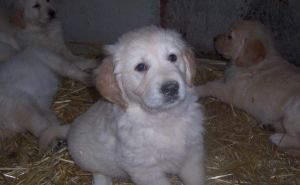 Zlaty retriever