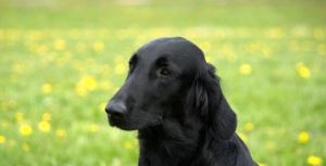 Flat Coated Retriever