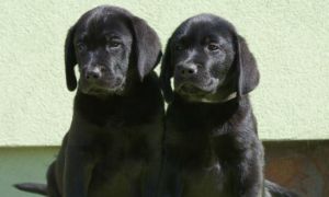 Labrador retriever s PP černá. pejsci