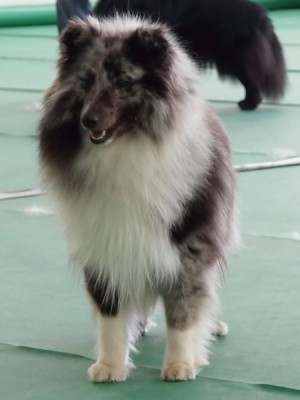 Sheltie,šeltia pes na krytie